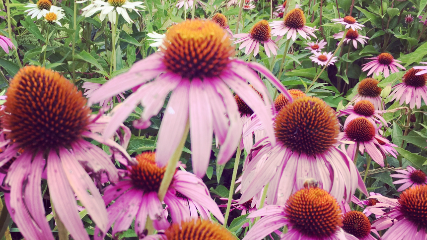 flowers